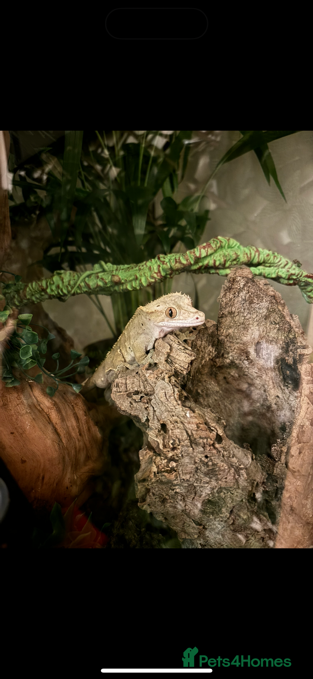 Gecko reptiles for sale: Dalmatian 3 year old male crested geckos  - Image 1