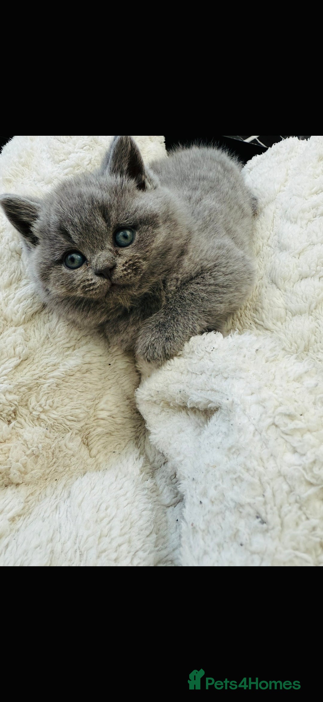 British Shorthair cats for sale: Gorgeous BHS kittens from grand champion gccf stud - Advert 18