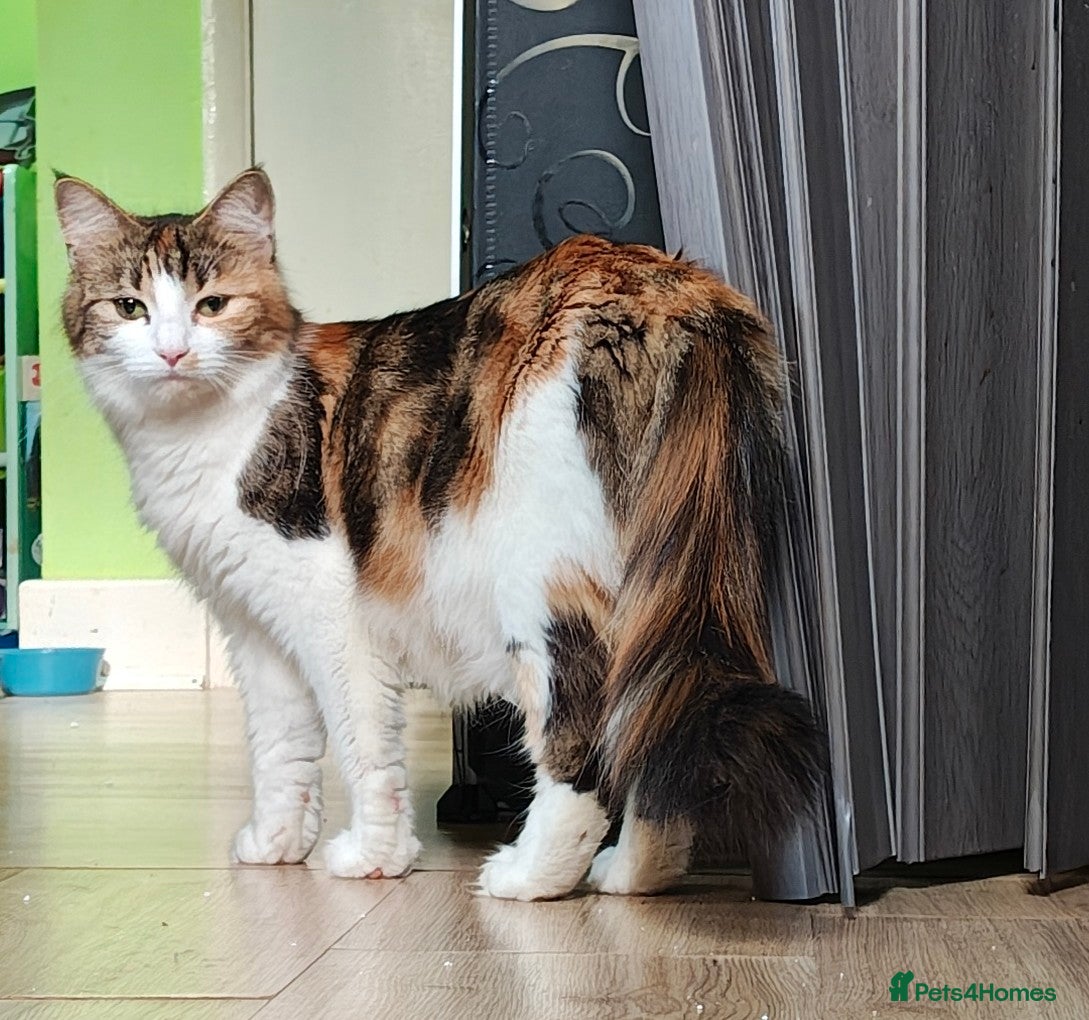 Mixed Breed cats for sale: 3 boys and 1 girl  in Northampton - Advert 1