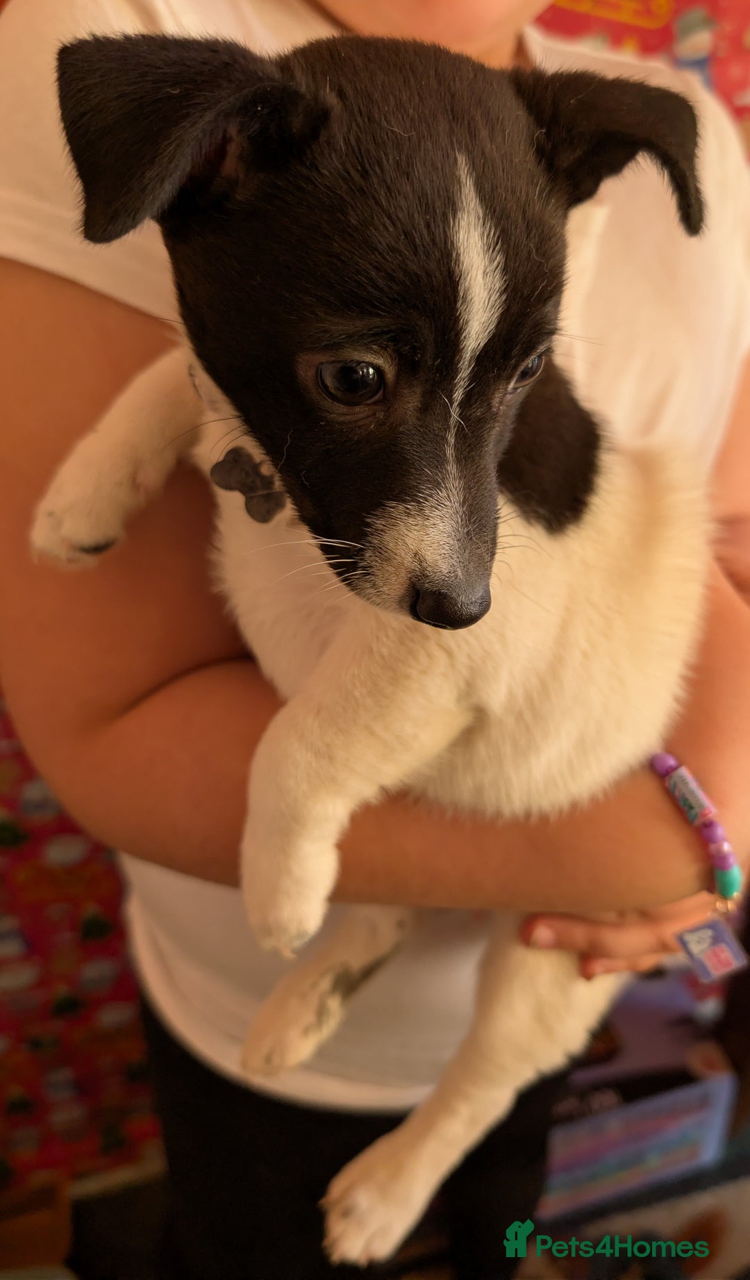 Mixed Breed dogs for sale: Jack Russel cross bitch 9 weeks old - Advert 5