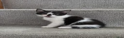 Mixed Breed cats for sale: Beautiful Mix Breed Kittens in Gillingham - Advert 8