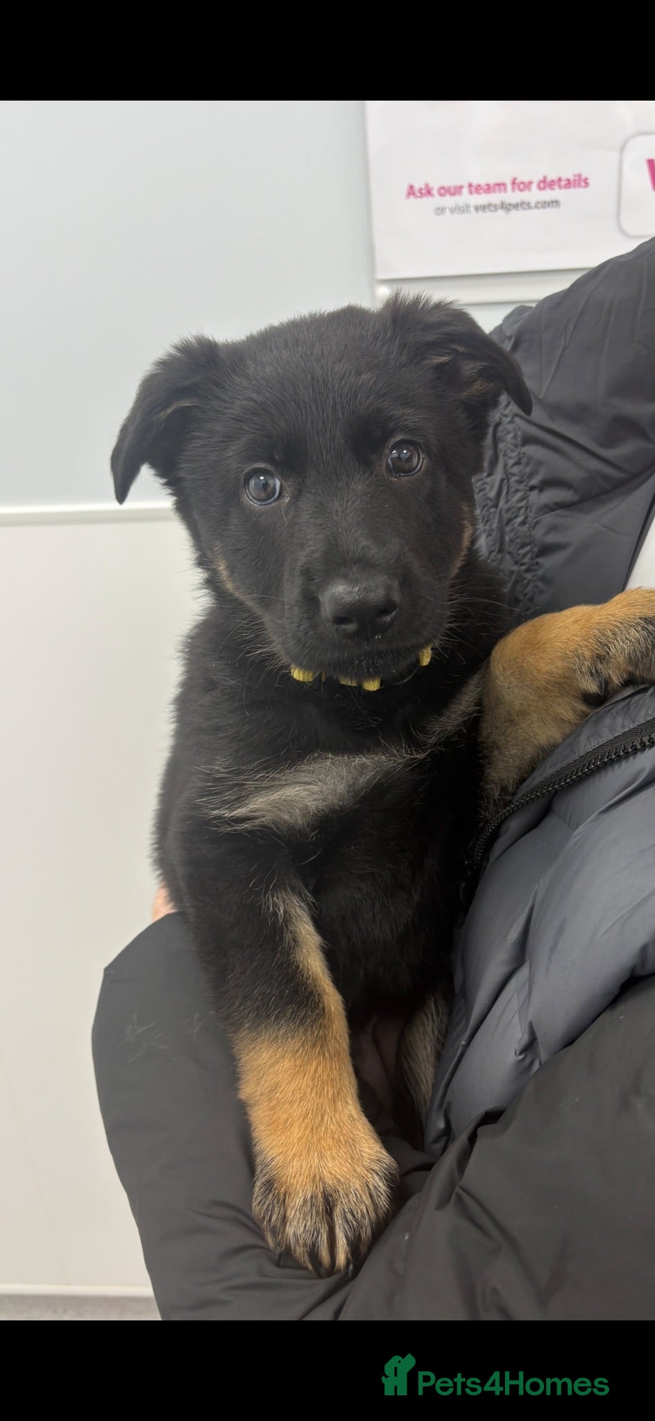 German Shepherd dogs Europe’s Elite line bred pedigree  - Advert 2