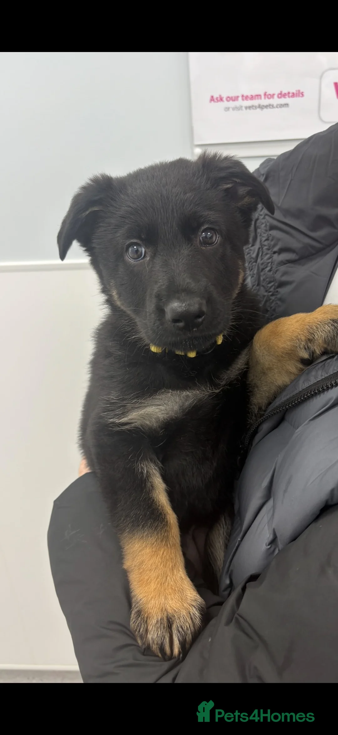 German Shepherd dogs for sale: Europe’s Elite Male and female available   - Advert 2