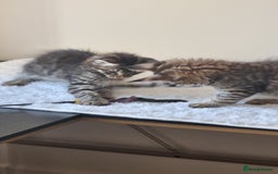 Maine Coon cats for sale: Ready to go now, Maine coon kittens - Image 16