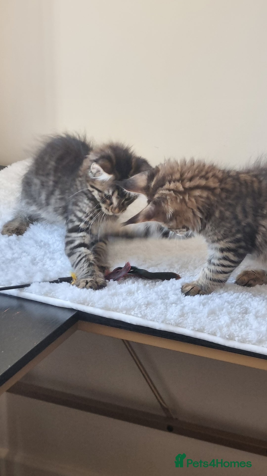 Maine Coon cats for sale: Ready to go now, Maine coon kittens - Image 16