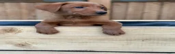 Labrador Retriever dogs for sale: KC Registered Mahogany Red Labrador Puppies - Advert 9