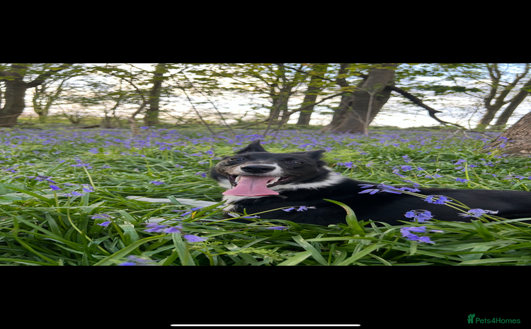 Mixed Breed dogs - Advert 10