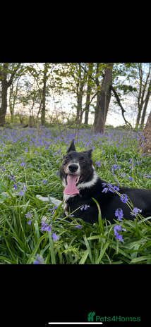 Mixed Breed dogs - Advert 4