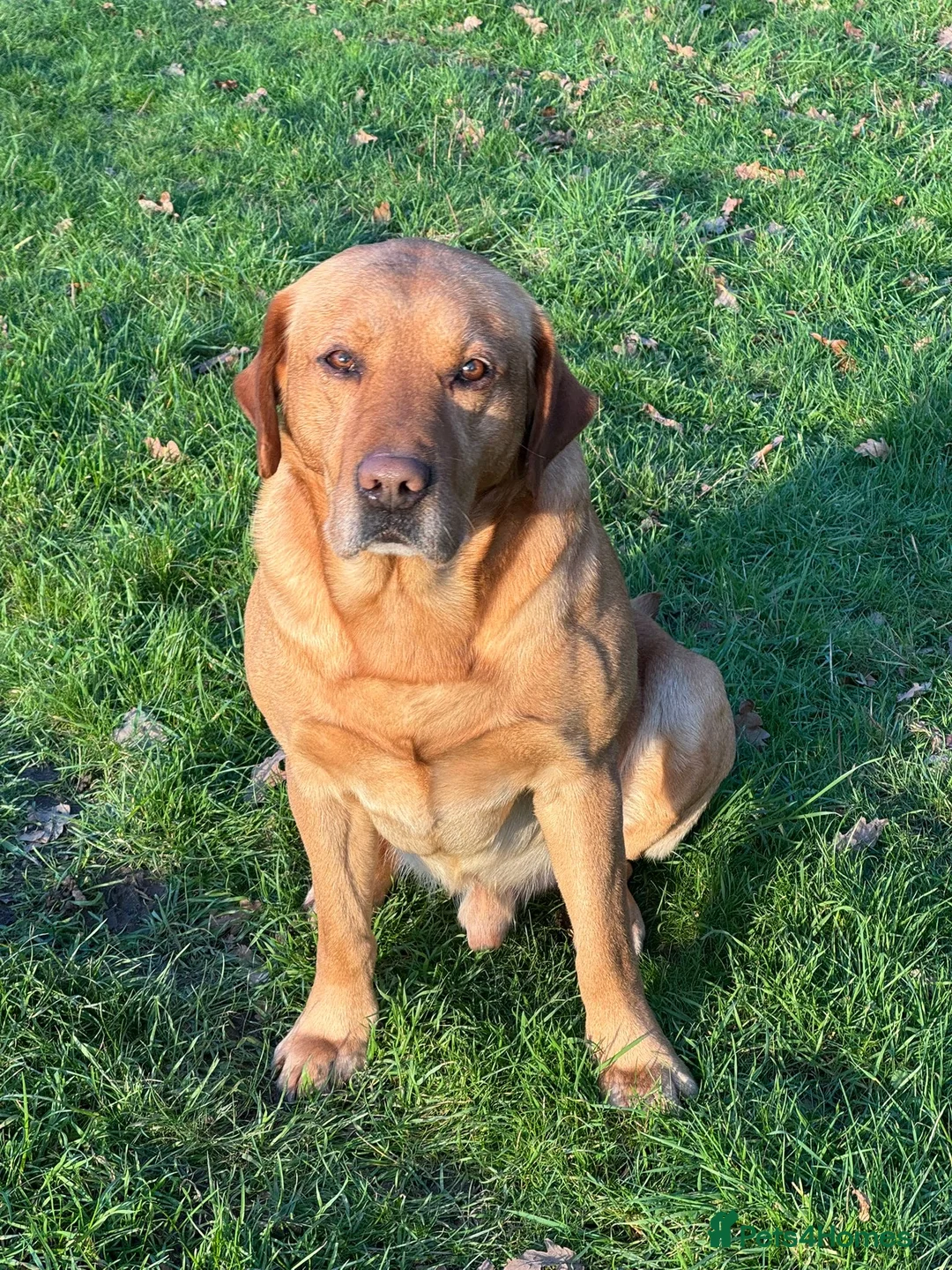 Labrador Retriever dogs for sale: Beautiful Labrador Puppies in Witham - Advert 3