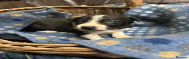 Border Collie Puppy 2