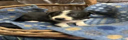 Border Collie dogs for sale: Working Border collie puppies  - Advert 9