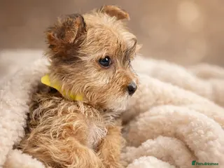 Yorkshire Terrier dogs £650 2 Yorkie girls ready for forever homes - Advert 13