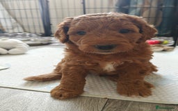 Mixed Breed dogs for sale: ✨Health Tested Australian Labradoodles ✨ - Image 32