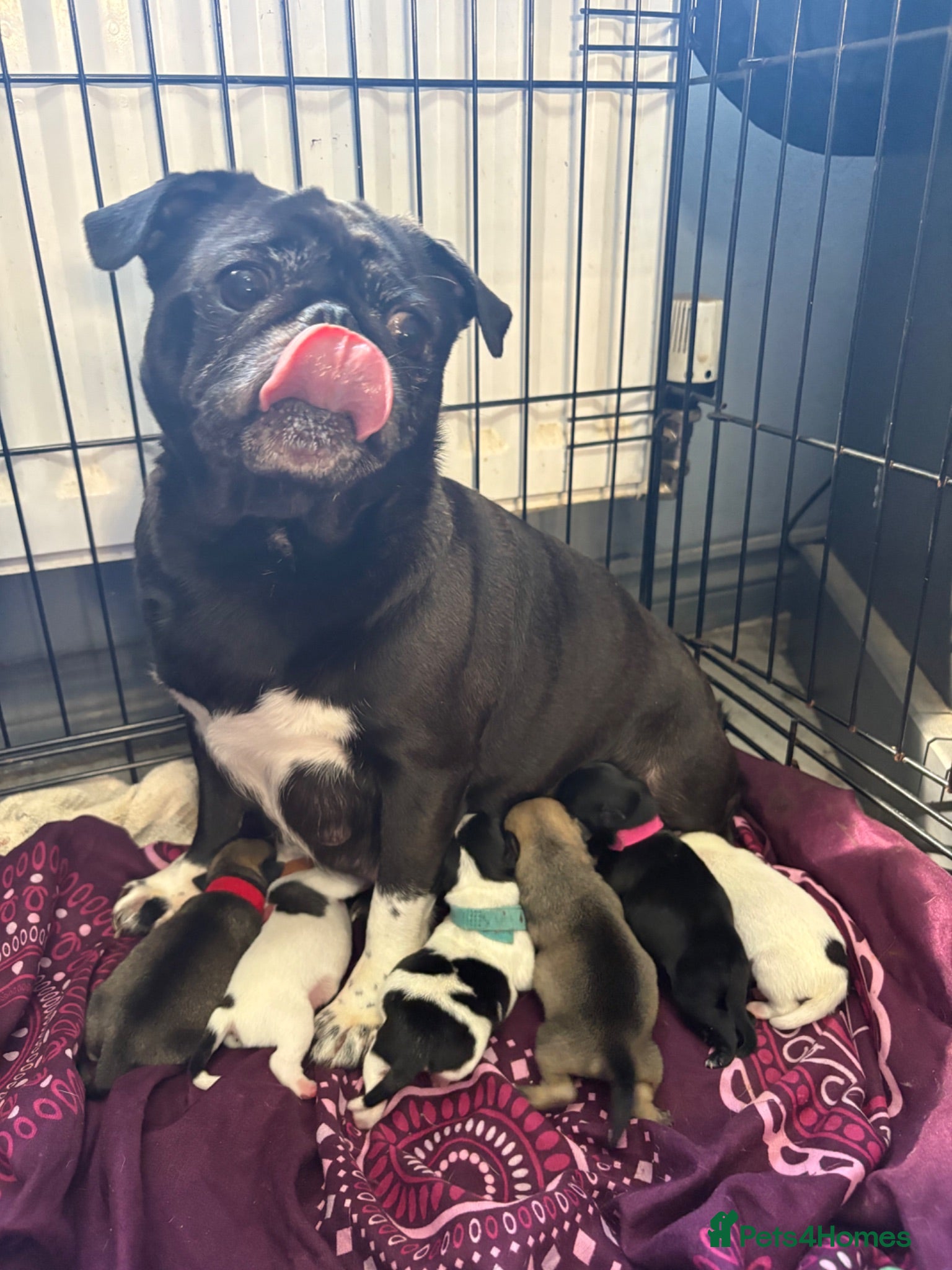 Mixed Breed dogs Pug mixed - Advert 1