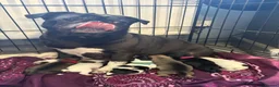 Mixed Breed dogs for sale: Pug mixed in Gloucester - Advert 1