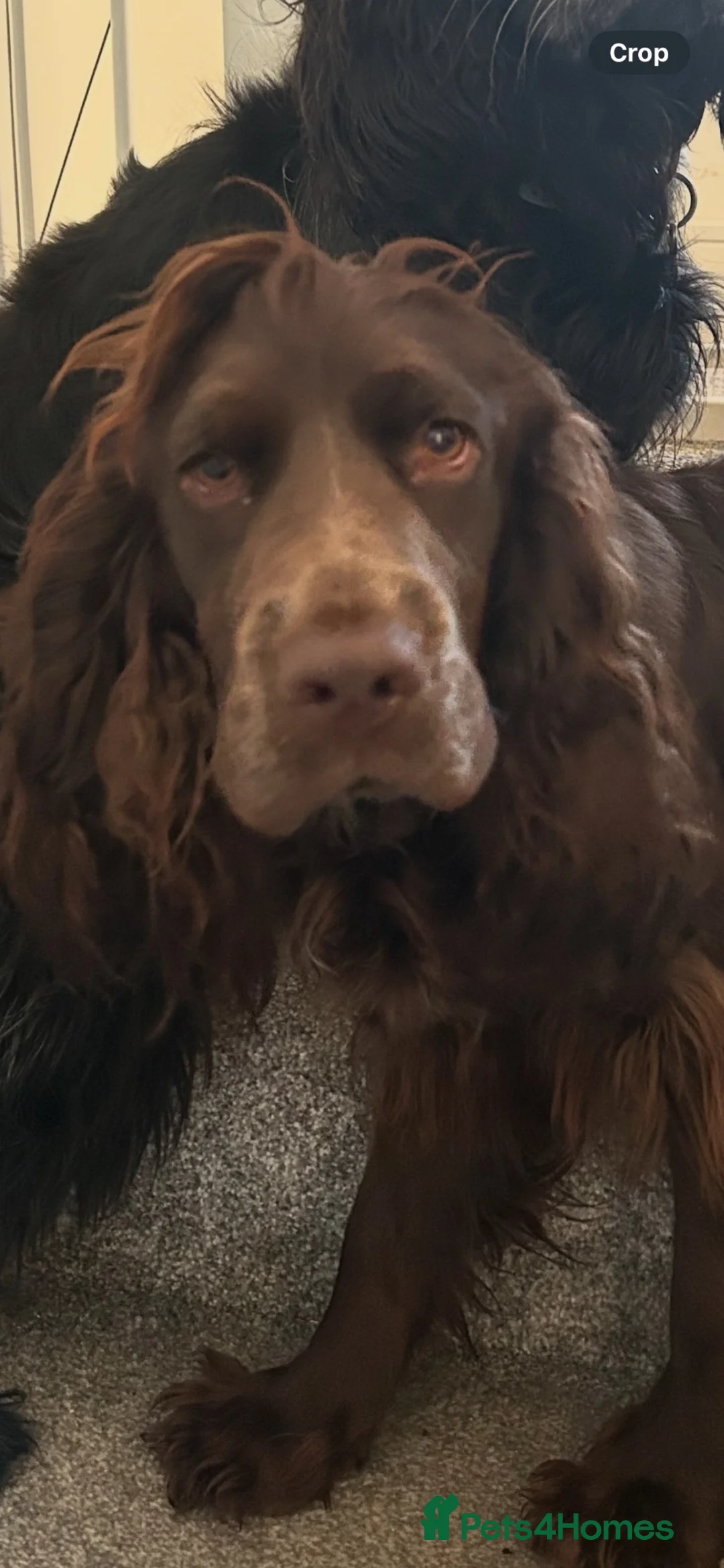 Cocker Spaniel dogs for sale: Heartbroken to Re-home Ronnie  - Advert 1