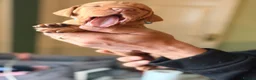 Hungarian Vizsla dogs for sale: The Golden-Hearted Guardians’ Litter 2026 - Advert 4