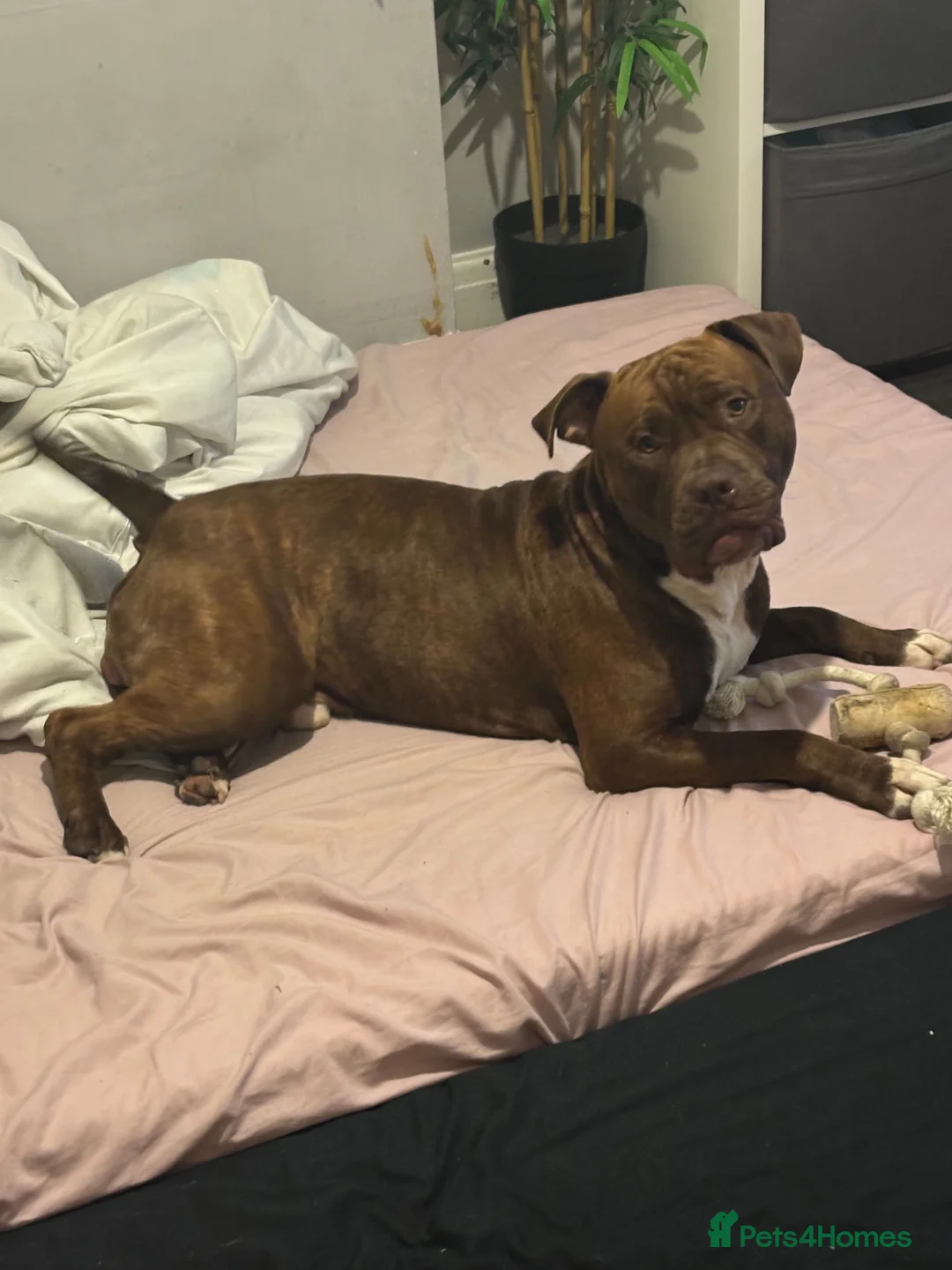 Mixed Breed dogs for sale: Woody  - Advert 9