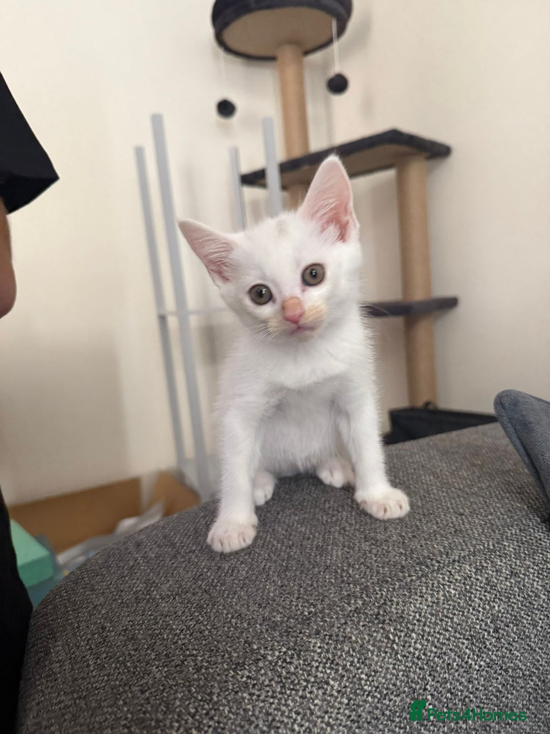 Mixed Breed cats for sale: 3 kittens ready to go - Image 4