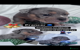 English Bulldog dogs for sale: 11 wonderful healthy happy bulldog babies  - Advert 13