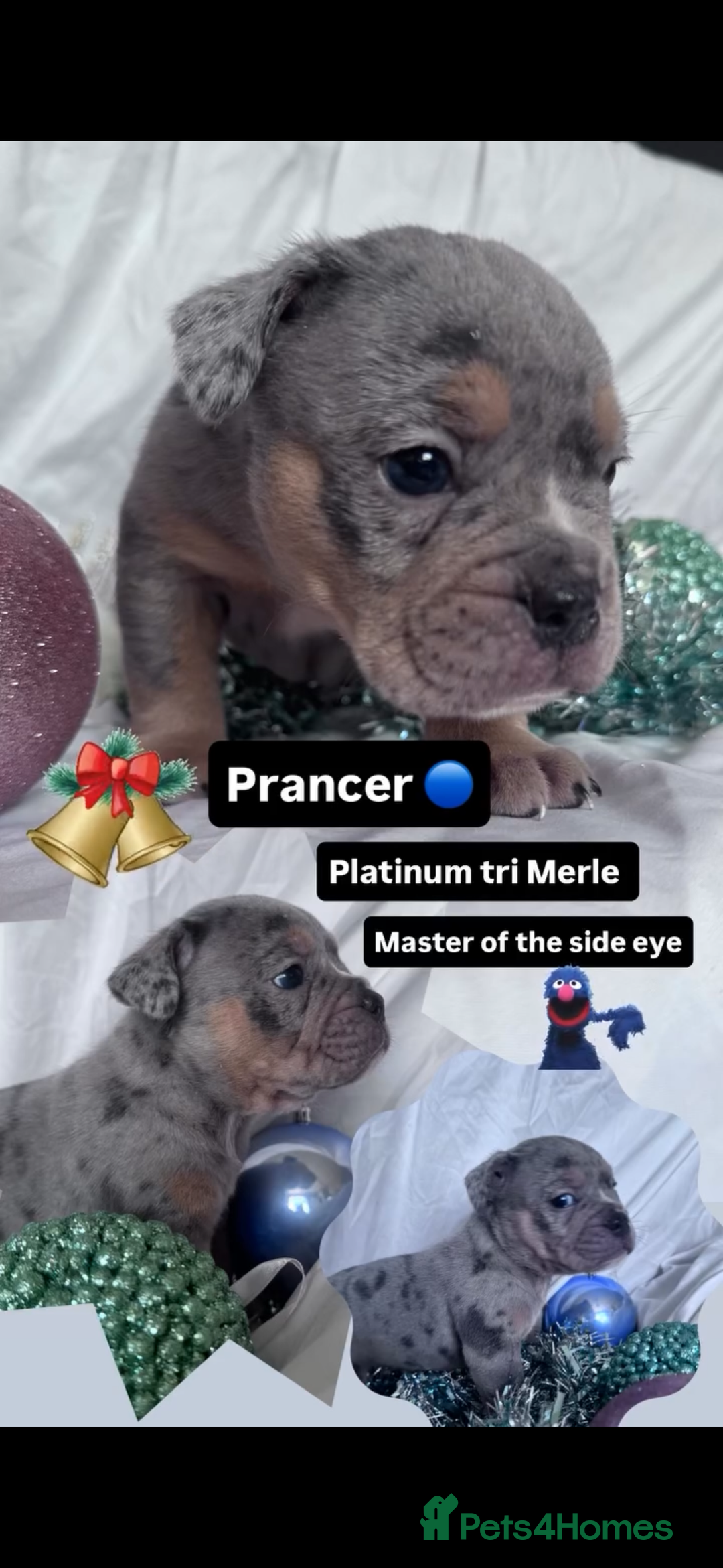 English Bulldog dogs for sale: 11 wonderful healthy happy bulldog babies  - Advert 13