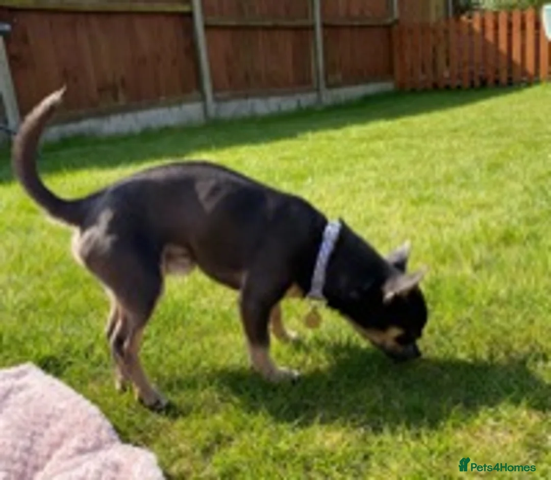 Chihuahua dogs for stud: Small chihuahua stud only not for sale proven  in Bury Saint Edmunds - Advert 3