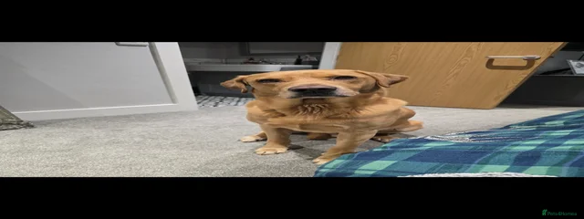 Floki 