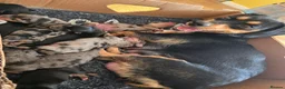 Jackshund dogs for sale: Miniature Jackshund puppies 🐶  - Advert 1