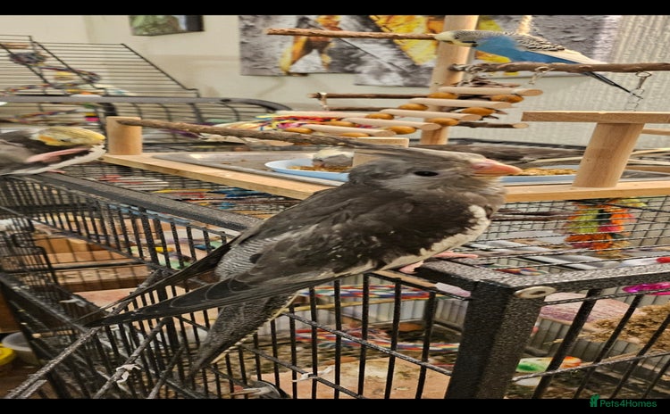 Cockatiels birds - Advert 1