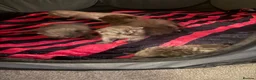 British Shorthair cats for sale: Scottishstraight x British shorthair kittens  in Chichester - Advert 7
