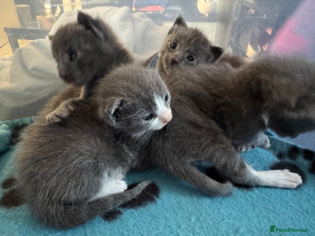 Mixed Breed cats for sale: Regular kittens - Image 7