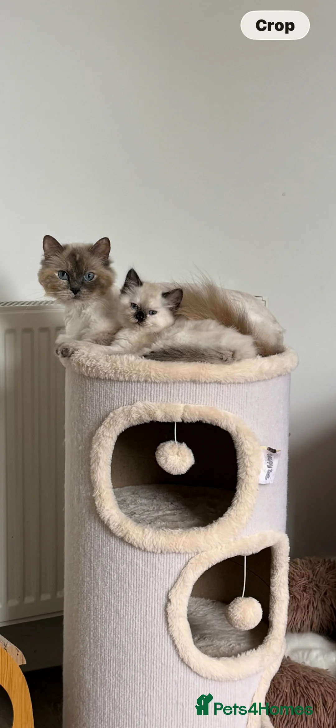 Ragdoll cats for sale: Ragdoll kittens  - Advert 2