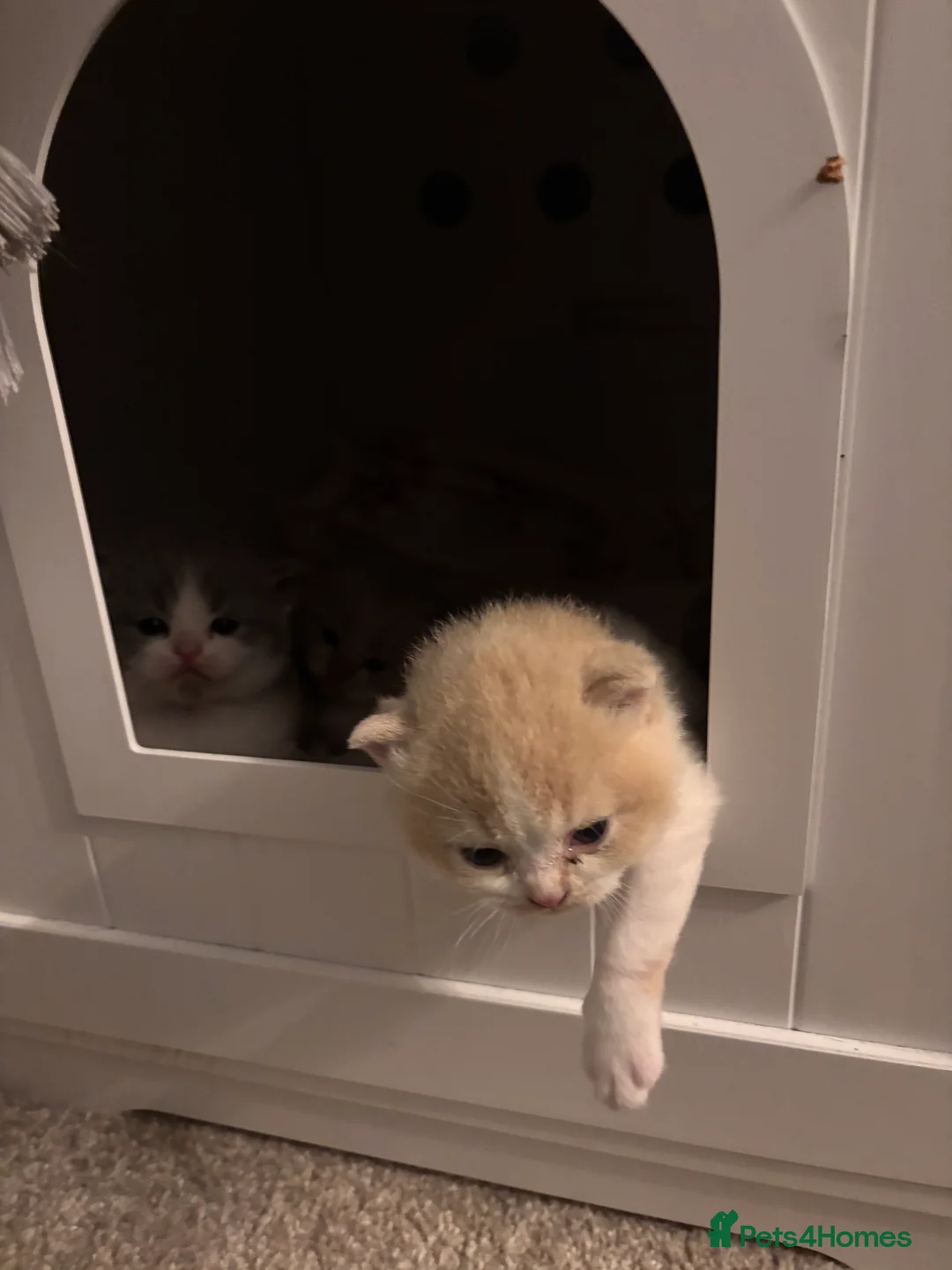 British Shorthair cats for sale: Pure Bred British Shorthair kittens x 4 - Advert 6