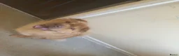 Shar Pei dogs for sale: bearcoat Shar Pei looking for forever home - Advert 3