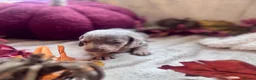 Miniature Dachshund dogs for sale: Beautiful Miniature Dachshund Puppies  - Advert 3
