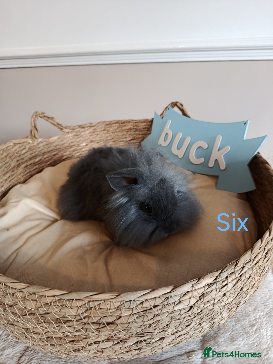 Mini Lop rabbits for sale: Fantastic mini lop babies forsale  - Image 21