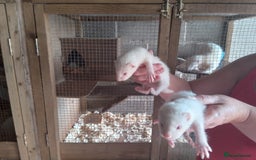 Ferret rodents for sale: Ferrets well breed  - Image 2