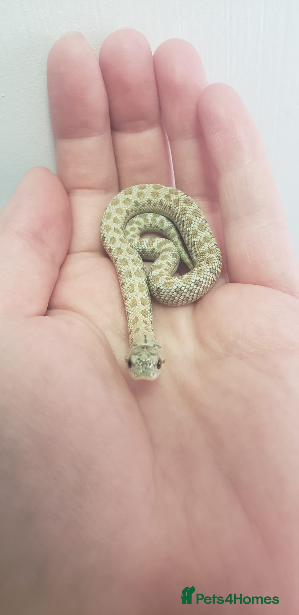 Snake reptiles Albino Caramel & Frosted CB26 western hognose  - Advert 10