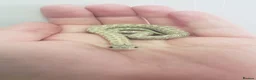 Snake reptiles for sale: Ultramel & Frosted CB26 western hognose Babies  - Advert 7