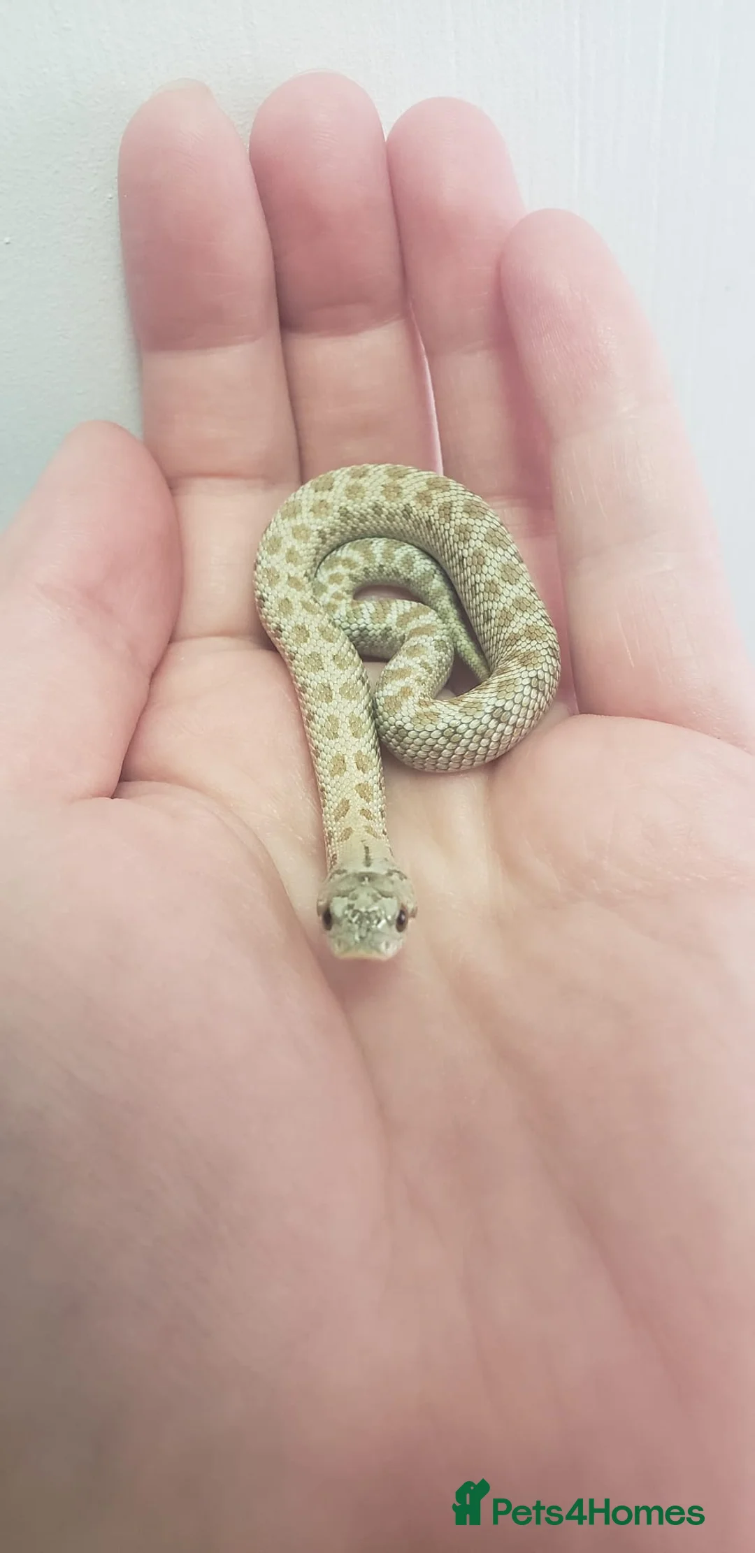 Snake reptiles for sale: Albino Caramel & Frosted CB26 western hognose  - Advert 1