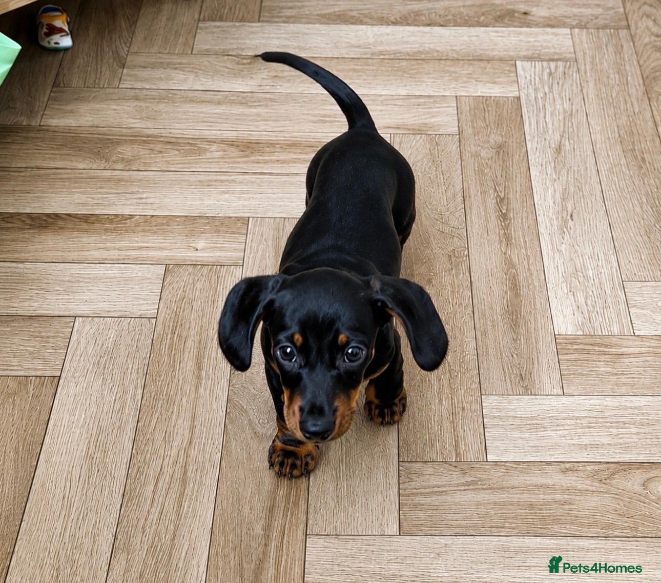 Miniature Dachshund dogs Beautiful Miniature Dachshund Puppies  - Advert 14