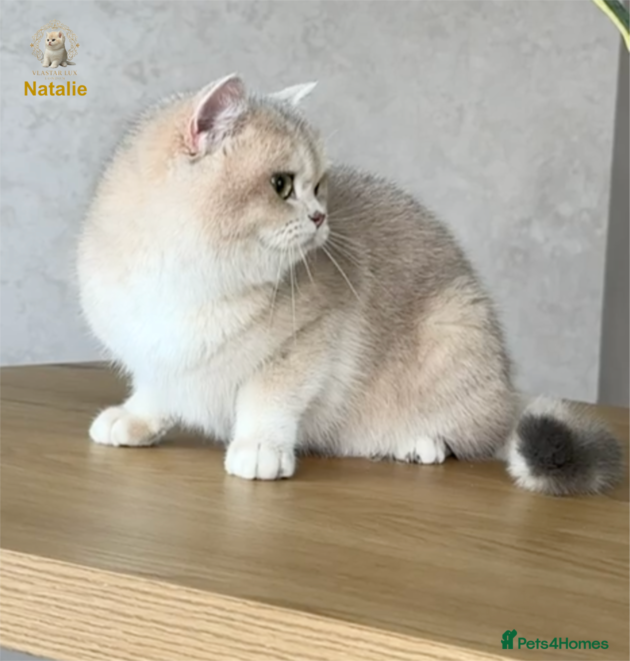 British Shorthair cats British Shorthair/BSH Blue Golden Chinchilla - Advert 2