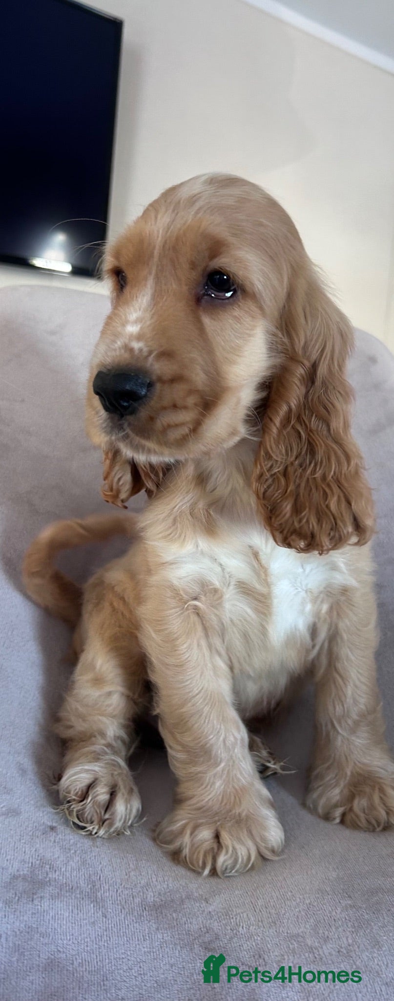Cocker Spaniel dogs Kc reg health tested show cocker spaniels  - Advert 2