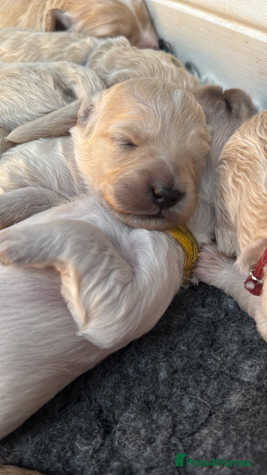 Mini Goldendoodle dogs for sale: Stunning F1 Mini Goldendoodles  - Image 32