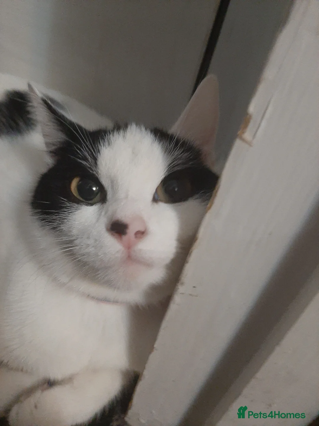 Mixed Breed cats for sale: Going for free because I'm immigrating  - Advert 3