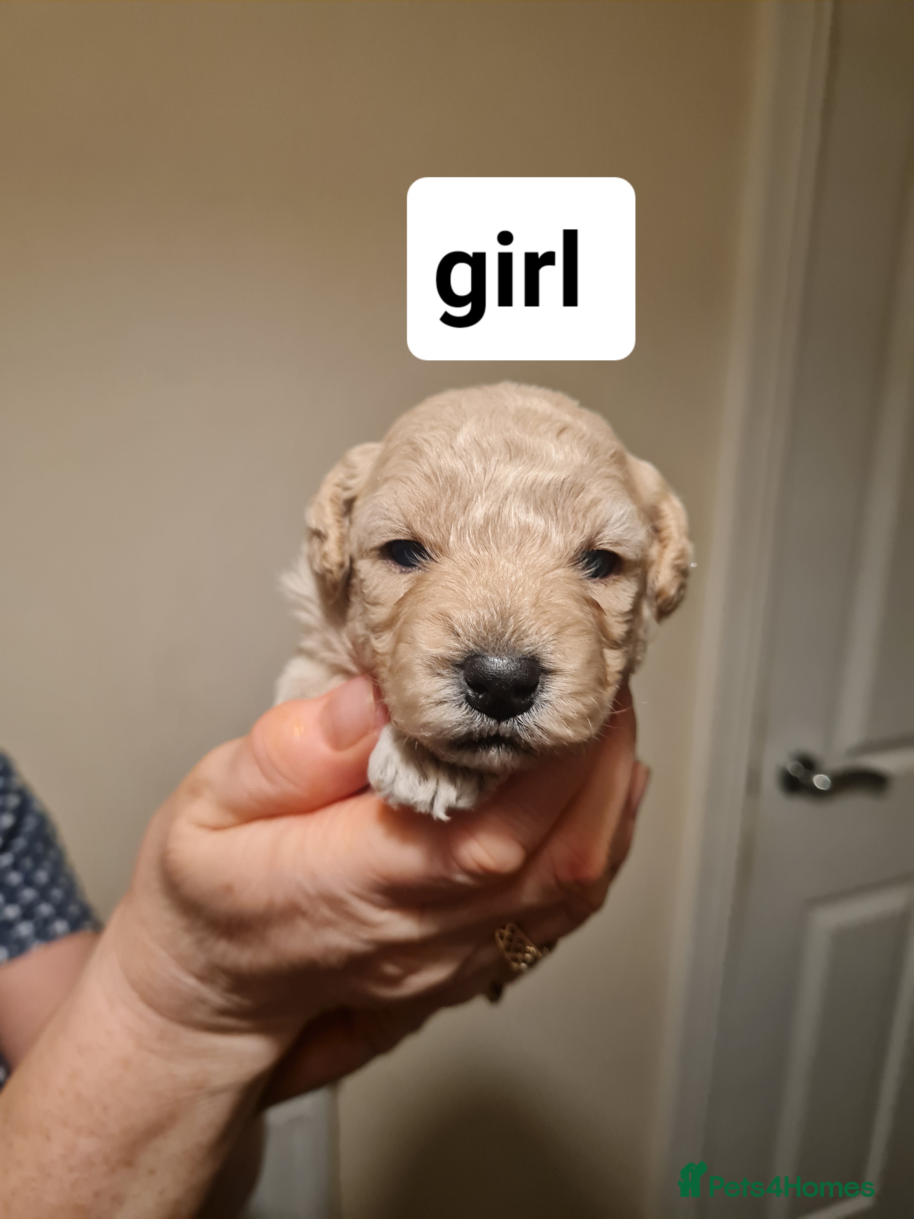 Poochon dogs 4 beautiful fluffy poochon puppies for sale - Advert 2