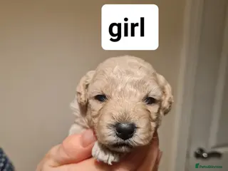 Poochon dogs 4 beautiful fluffy poochon puppies for sale - Advert 2