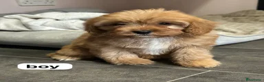 Cavapoo Puppy 2