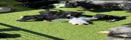 Miniature Schnauzer dogs for sale: All black mini schnauzer  - Advert 9