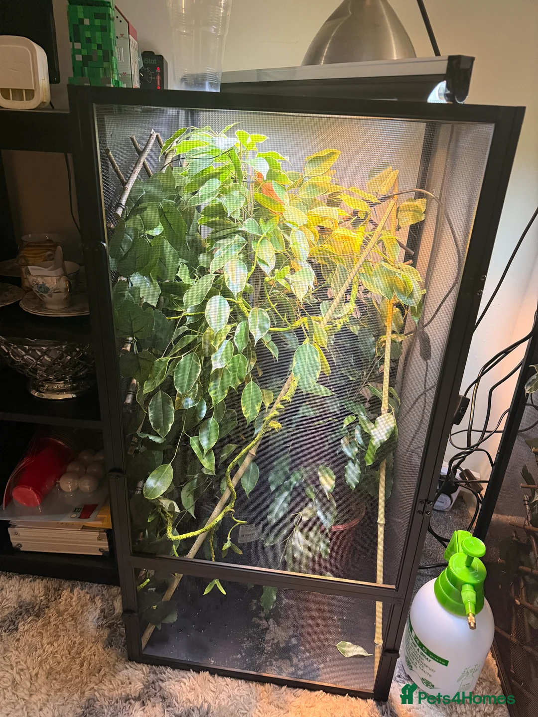 Chameleon reptiles for sale: Panther chameleons - Advert 1